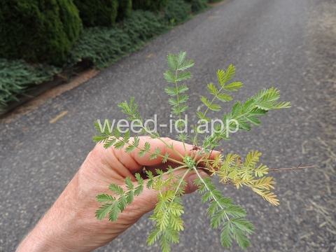 burnet, annual